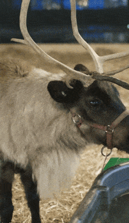 122225-reindeer-arrival-ezgif.com-optimize.gif