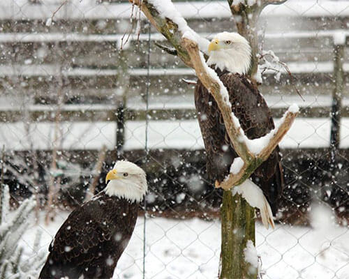 two-bald-eagles-zooamerica-winter.jpg