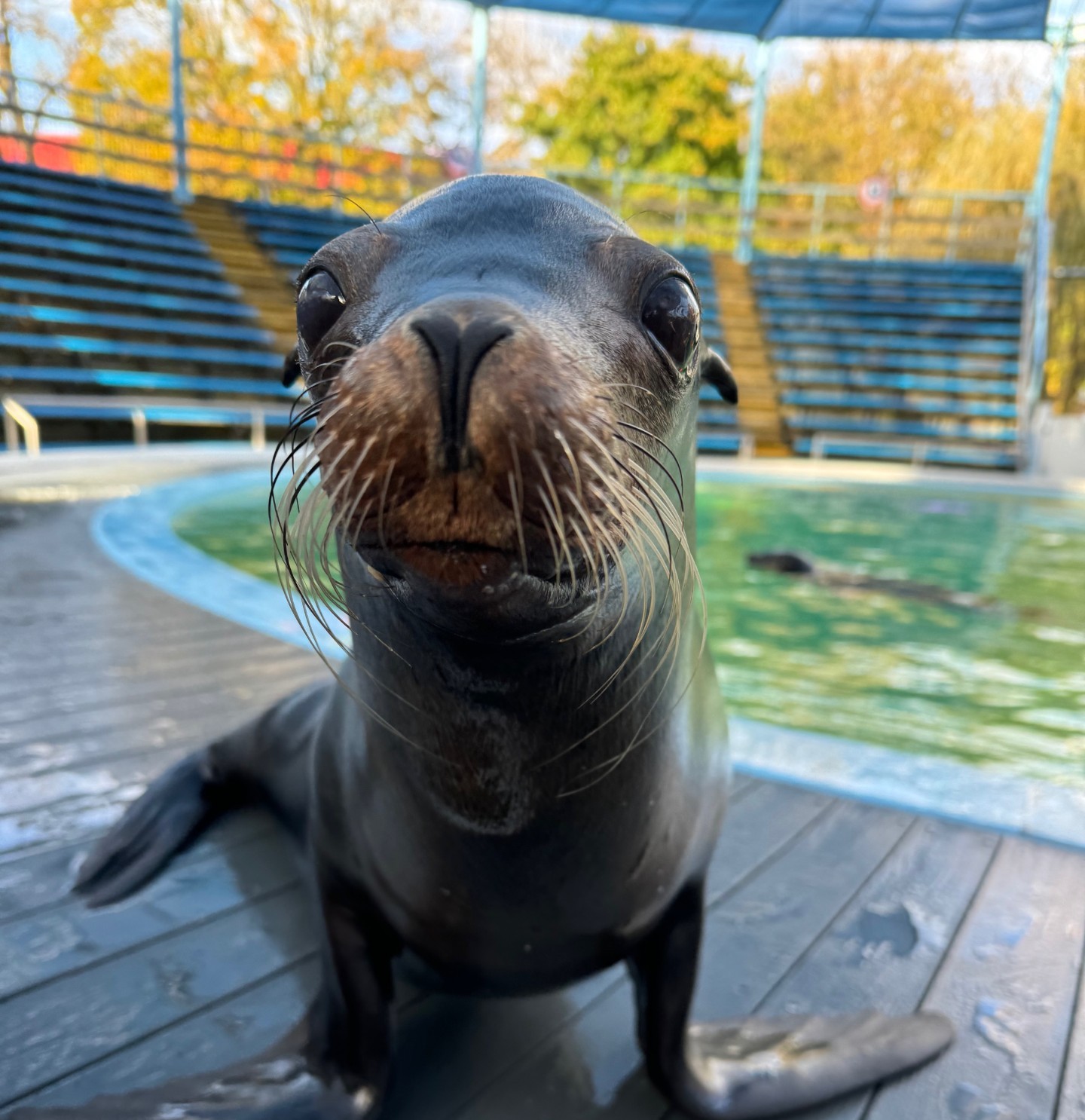 up-close-of-reese-the-sea-lion.jpg