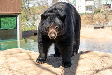 black-bear-at-zooamerica.jpg