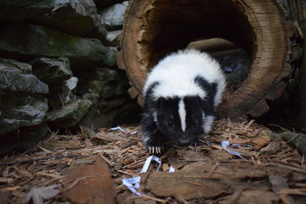 Skunk.jpg