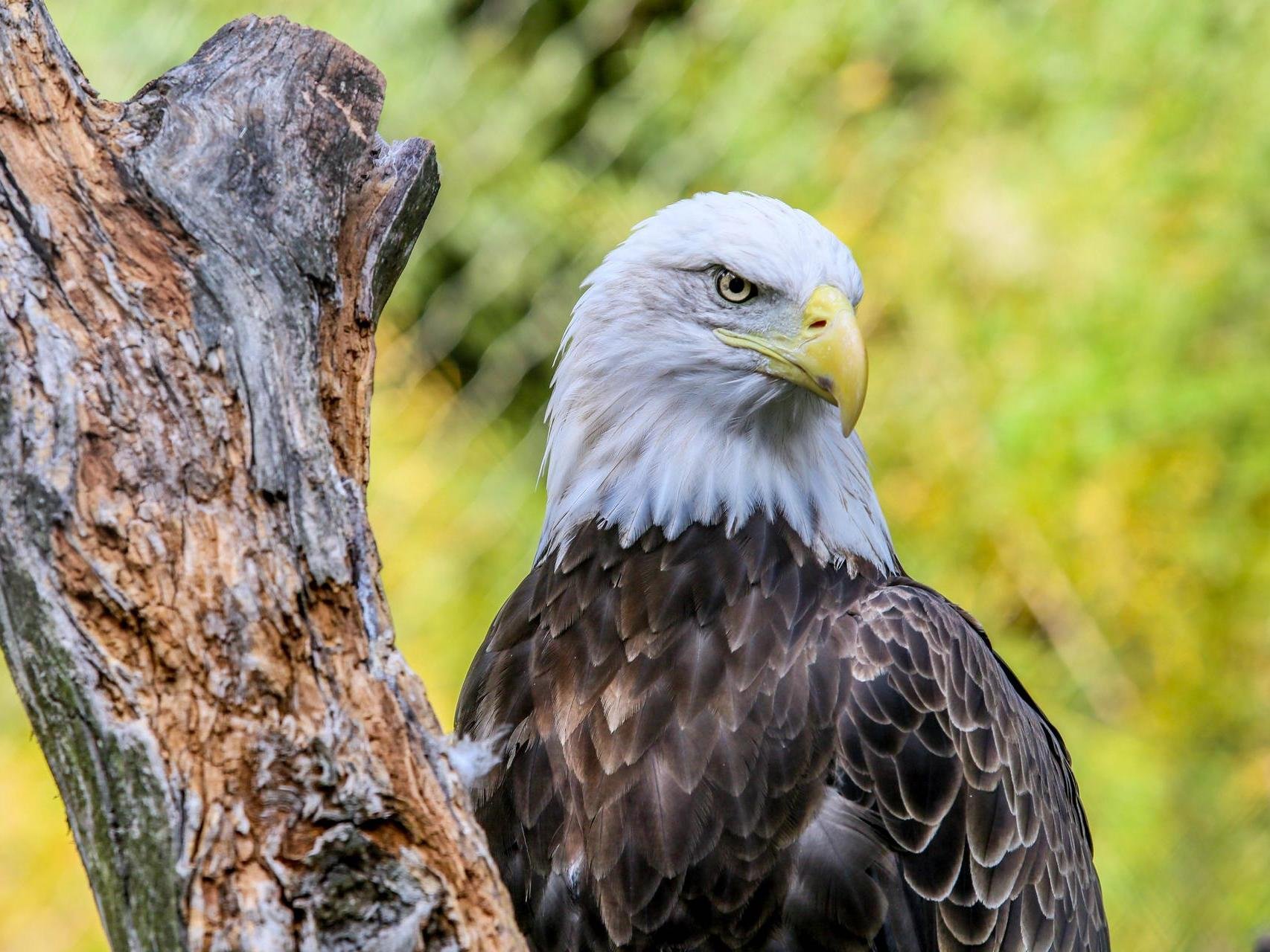 bald_eagle_zooamerica.jpg
