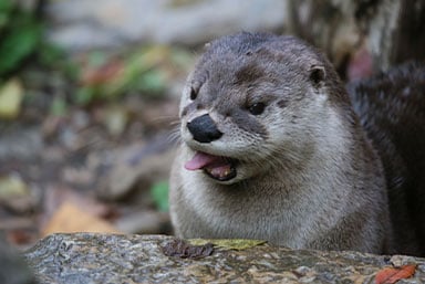 river-otter-at-zooamerica.jpg