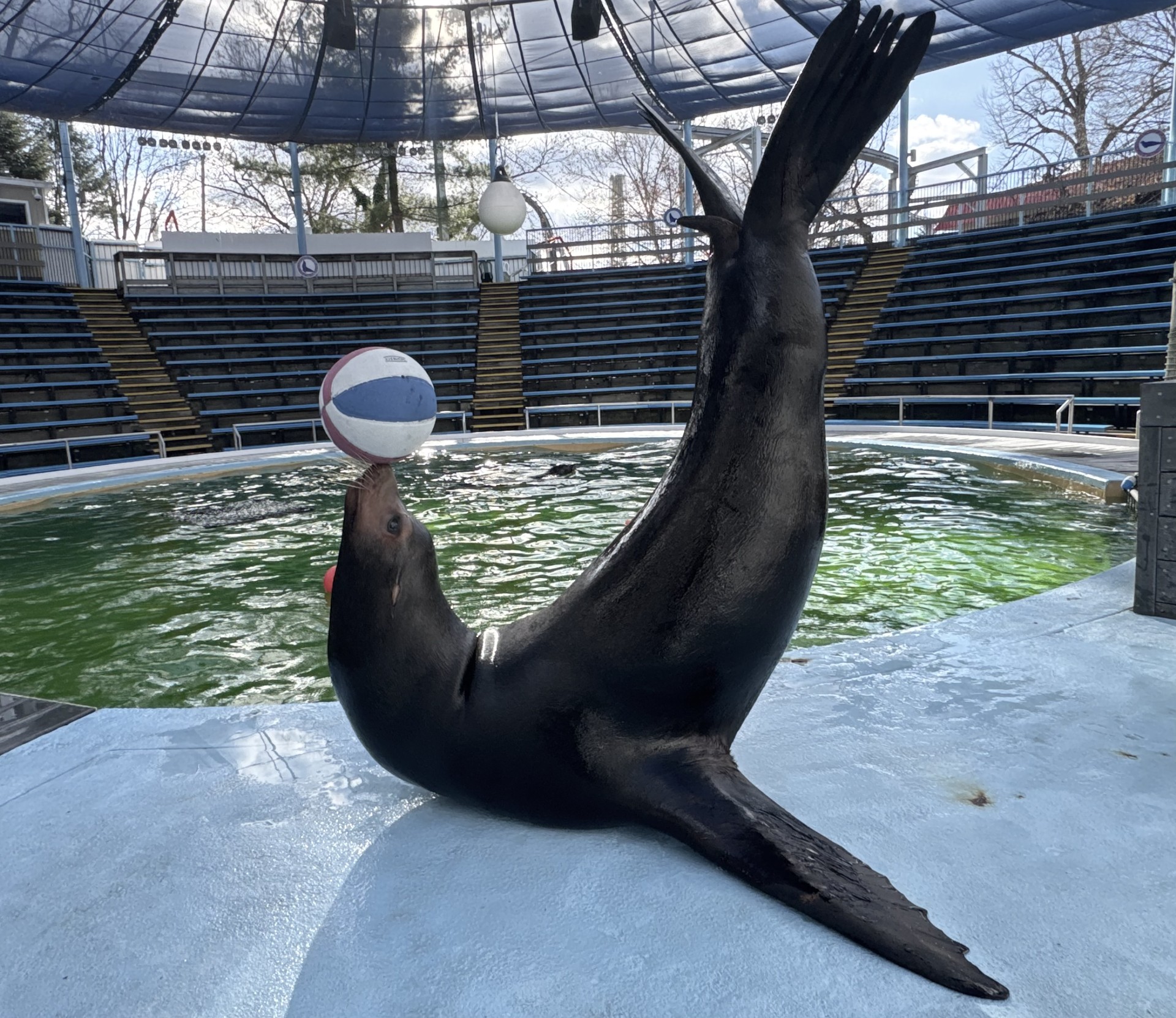 diego-the-seal-at-hersheypark.jpg