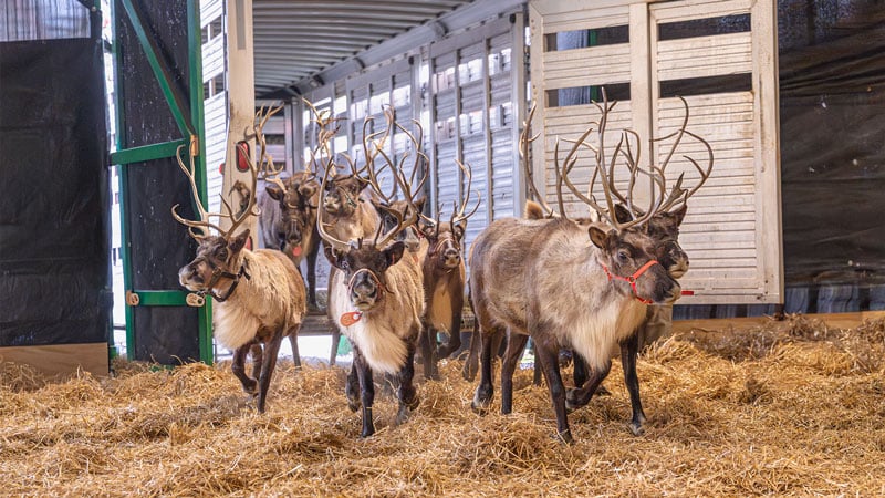 reindeer-being-unloaded-hersheypark.jpg