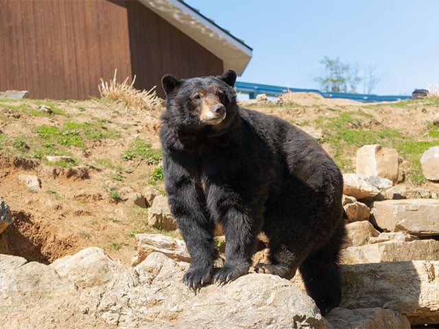 black-bear-on-rocks-zooamerica.jpg