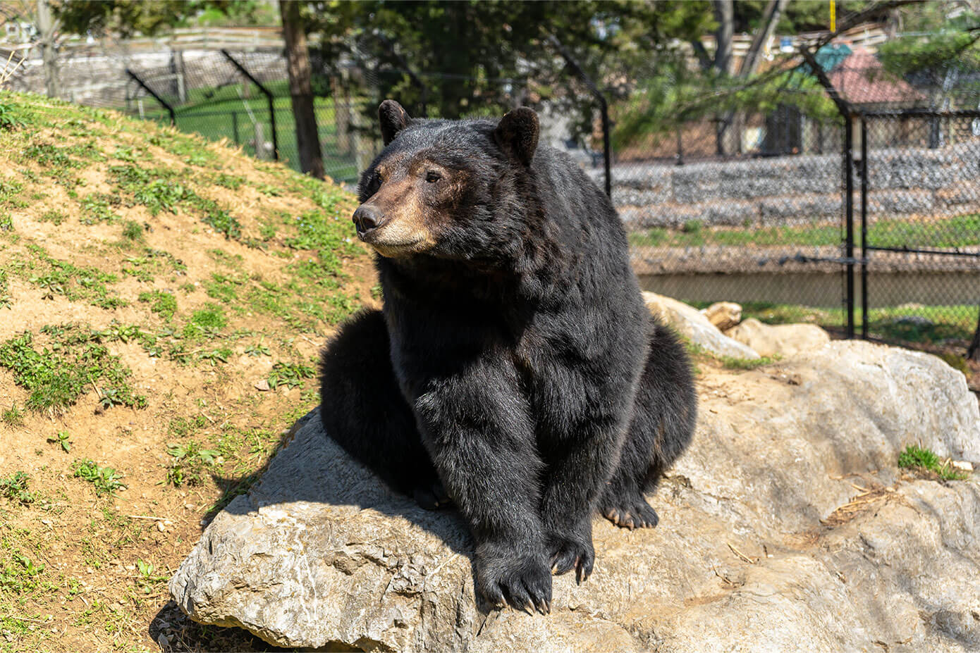 black-bear-sitting-on-rock-zooamerica.jpg