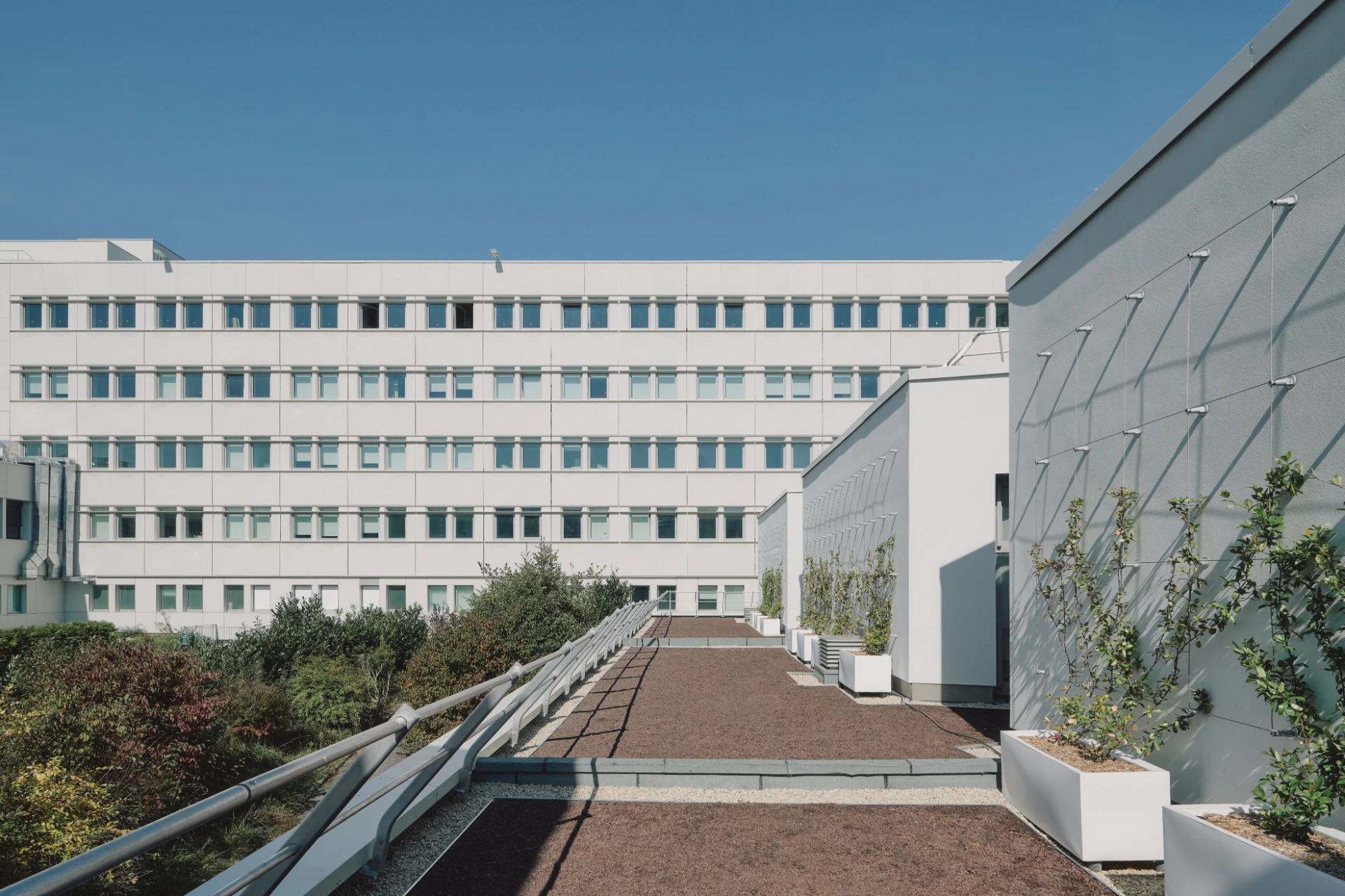 Une façade d'immeuble blanc moderne et rectiligne avec de multiples fenêtres s'étend sous un ciel bleu clair. Au premier plan, une terrasse de toit aménagée avec un sol brun, des jardinières blanches garnies de plantes vertes, dont certaines grimpent sur un mur gris clair via un treillis métallique.