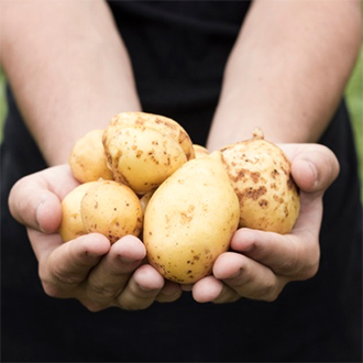 Midsommar/potatis-willys