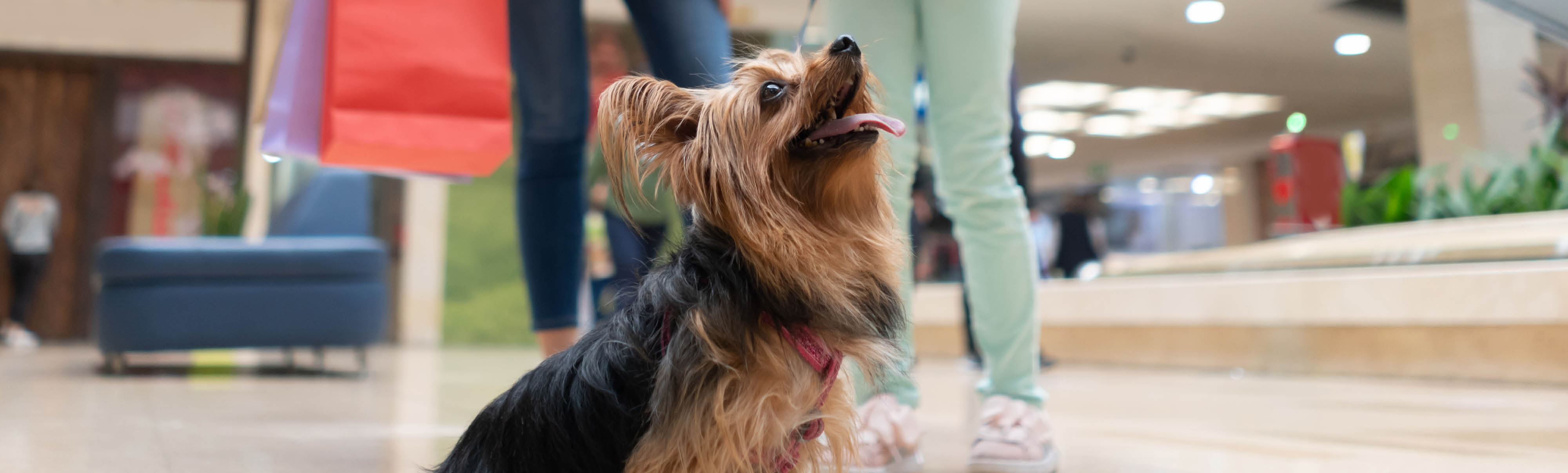https://img.uniform.global/p/CfG14WctTAy5qpG36XkVGw/FsADGnvwTMeQ3PAhVlPOyQ-HB-PETFRIENDLY-375x267.jpg