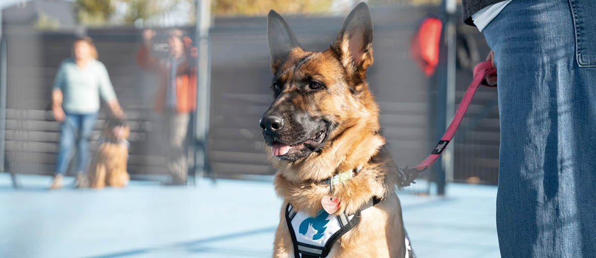 https://img.uniform.global/p/CfG14WctTAy5qpG36XkVGw/yq93EdYPTbWJ_5i92qhBeg-HB-PERRO-5.jpg