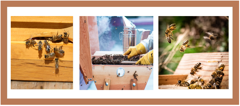 AFG Abeilles/bee photo article