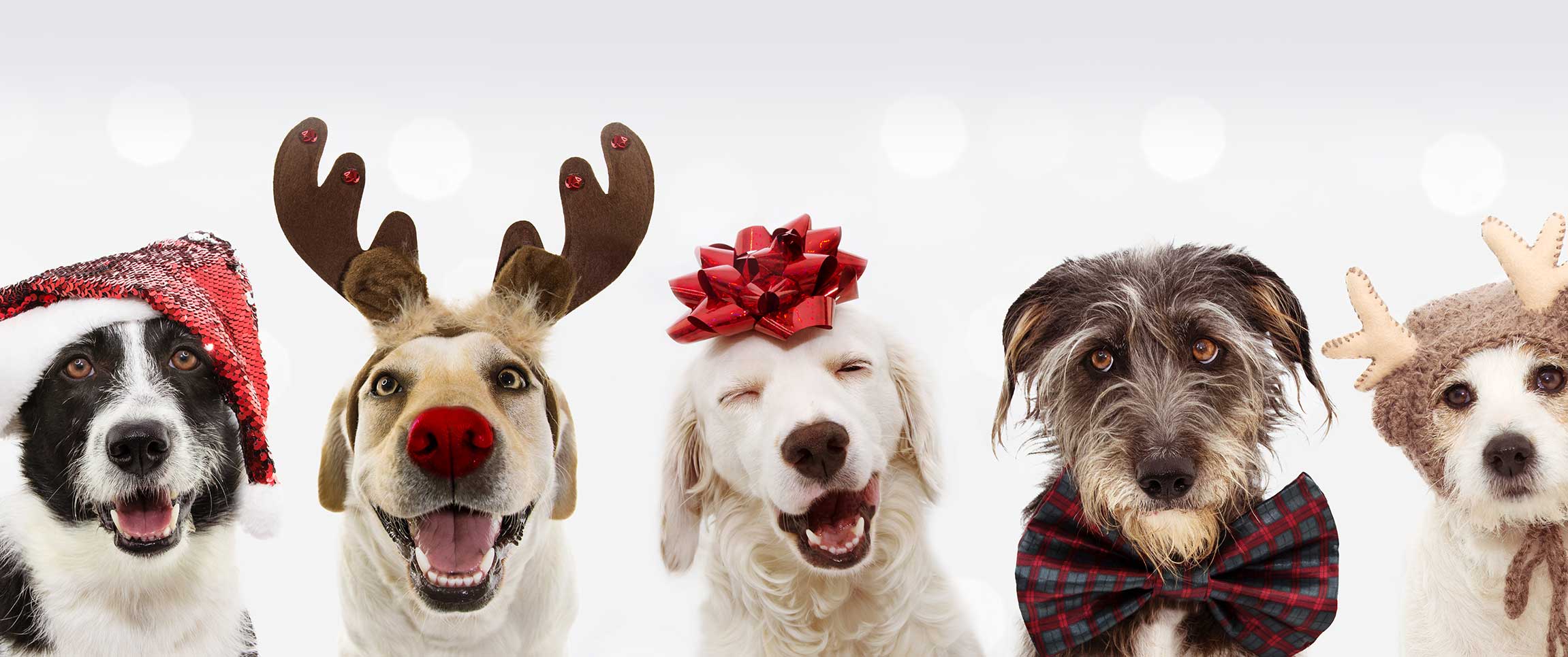 Articles/performancefoodservice-GetInspired-DressYourPet-herofull