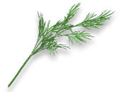 dill.png
