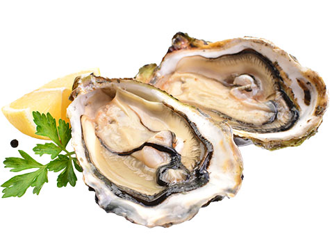 Oysters