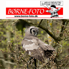 bornefoto-event-278x278.png